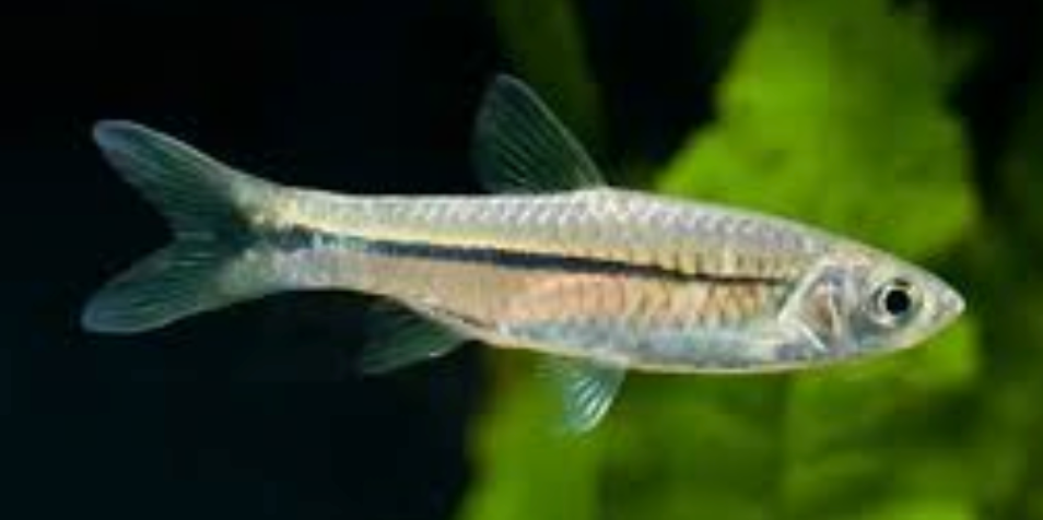 Sidestripe Rasbora