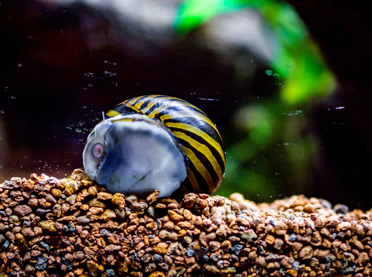 Zebra Nerite