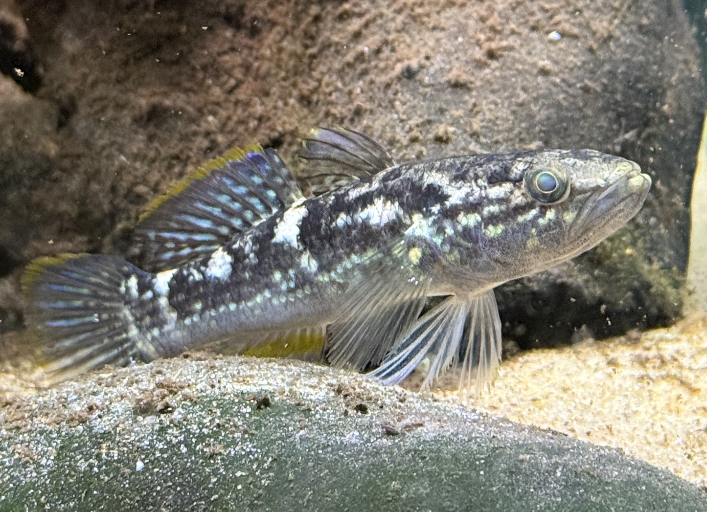 Snakehead Gudgeon-Giuris sp.