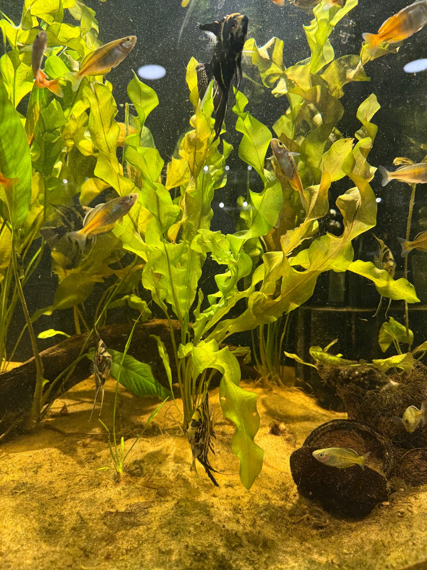 Aponogeton Ulvaceus