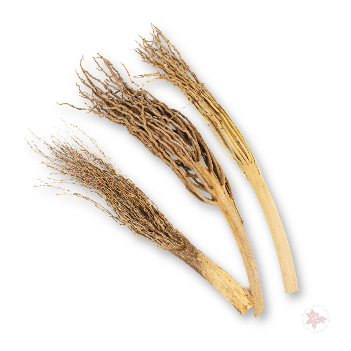 Betta Botanicals–Coconut Flower Stalk