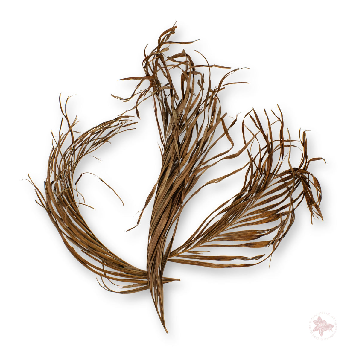 Betta Botanicals–Areca Palm Fronds