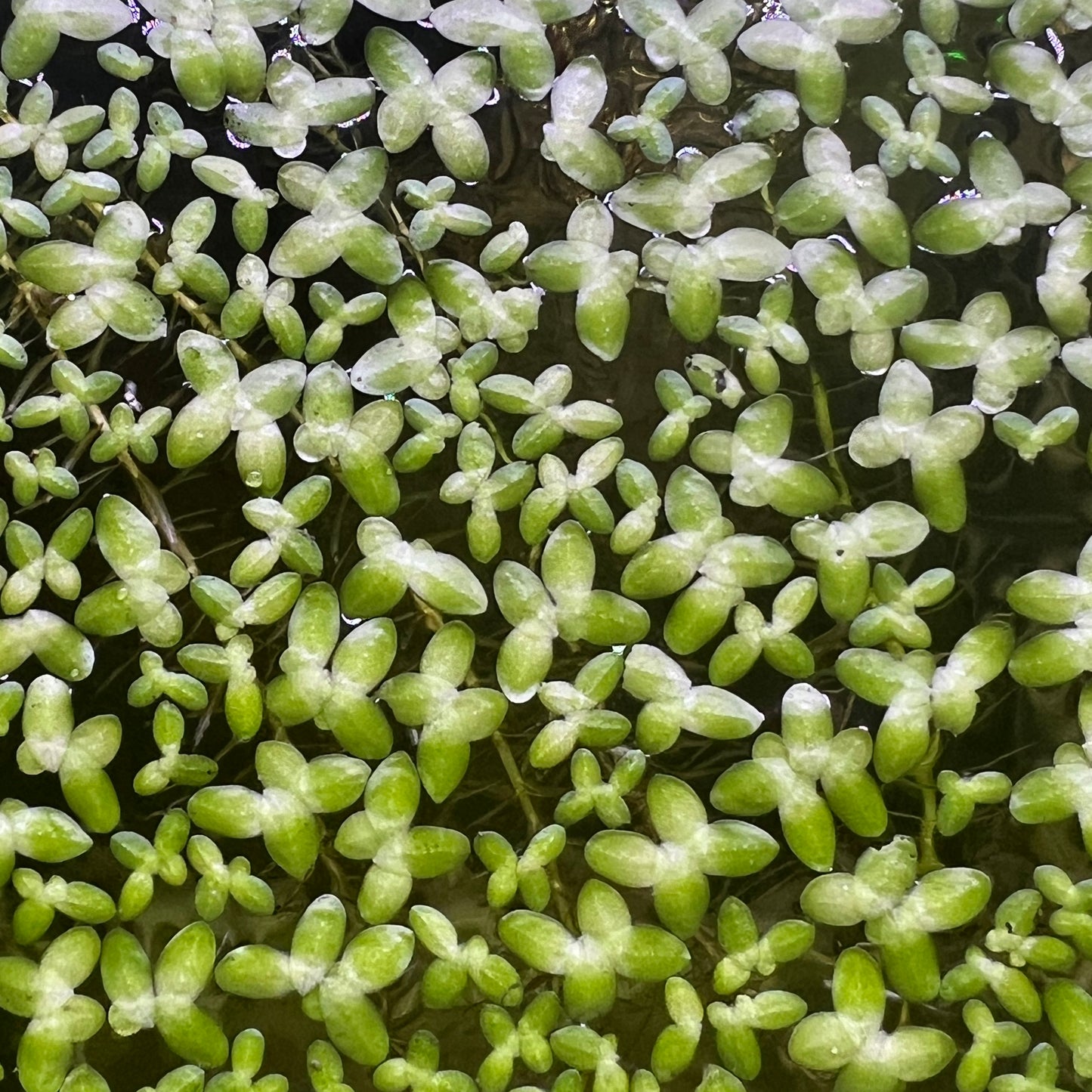 Duckweed Portion
