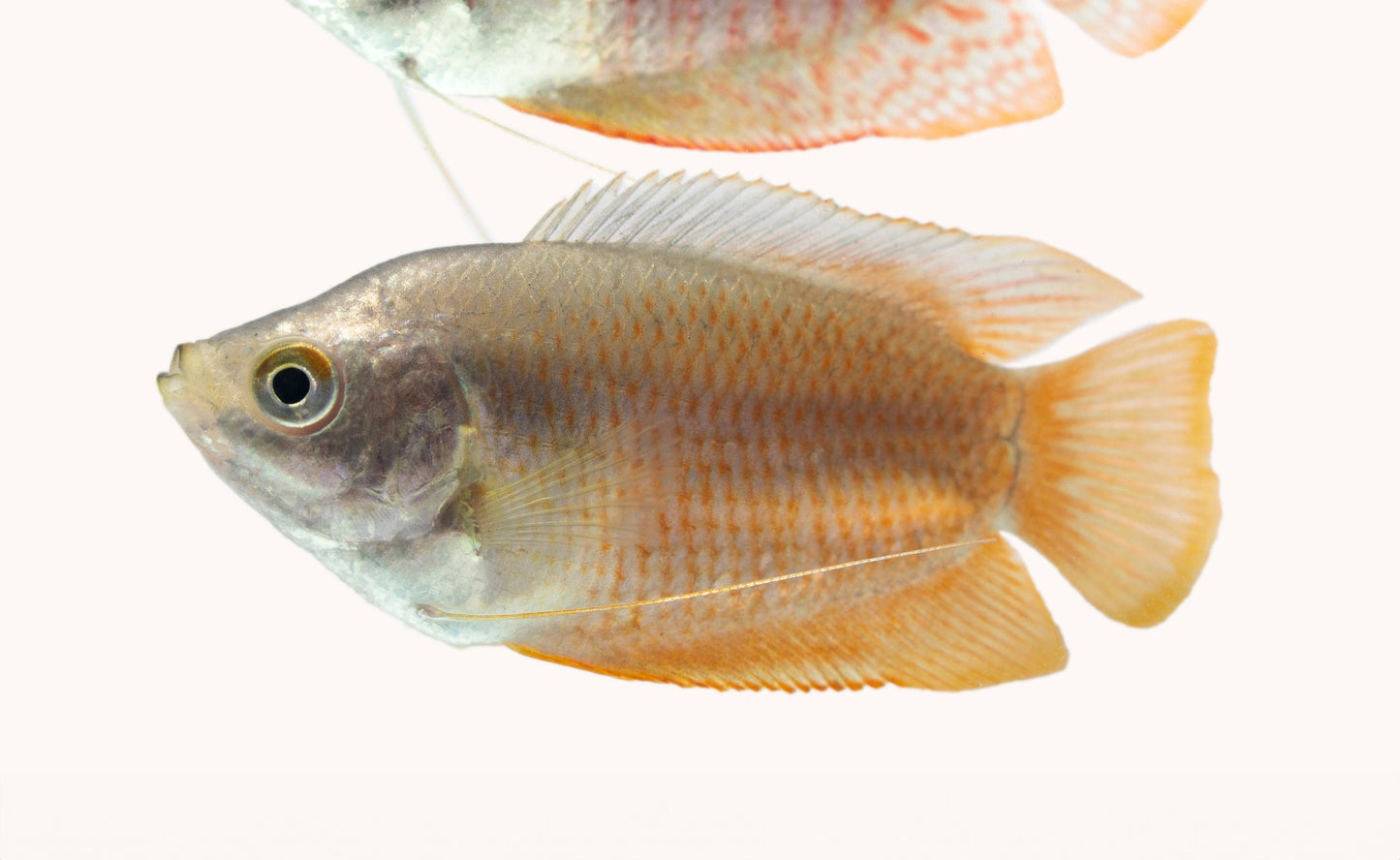 Dwarf Gourami Female