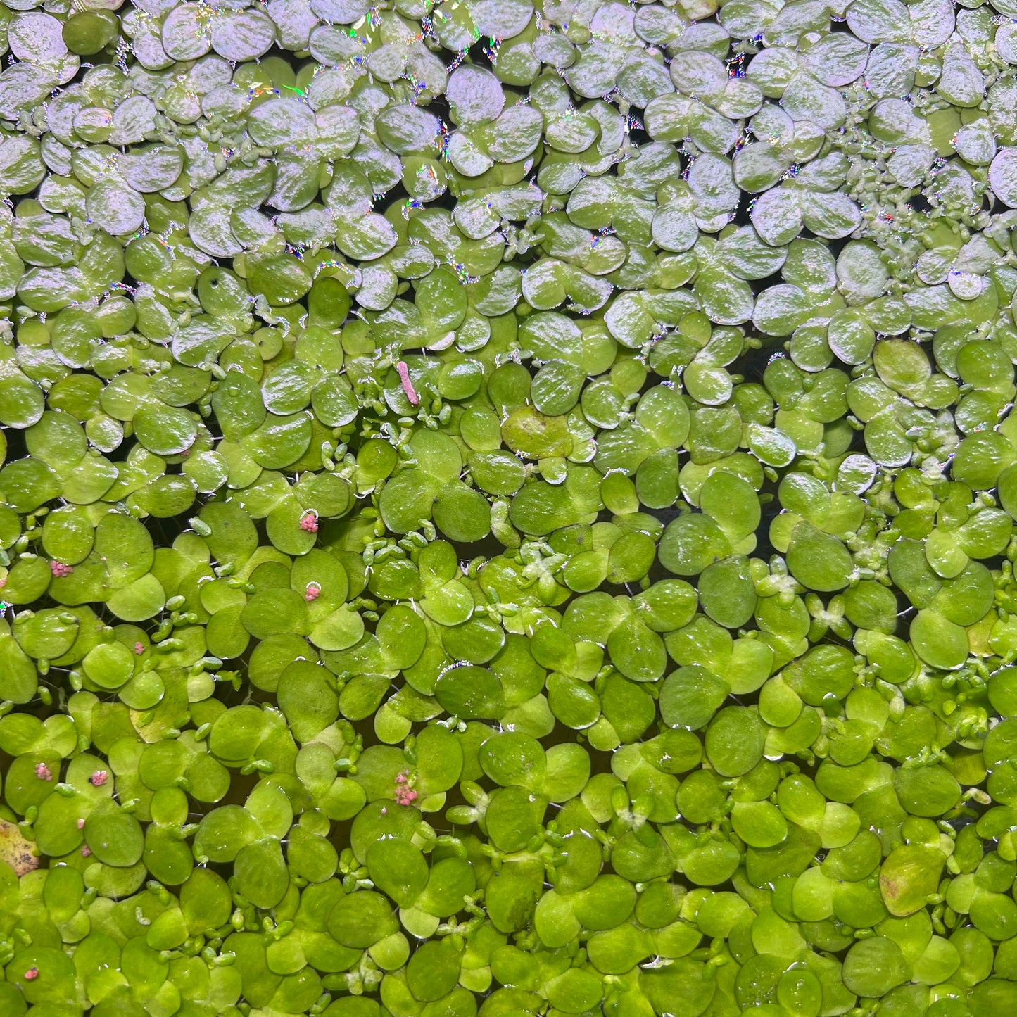 Giant Duckweed Portion
