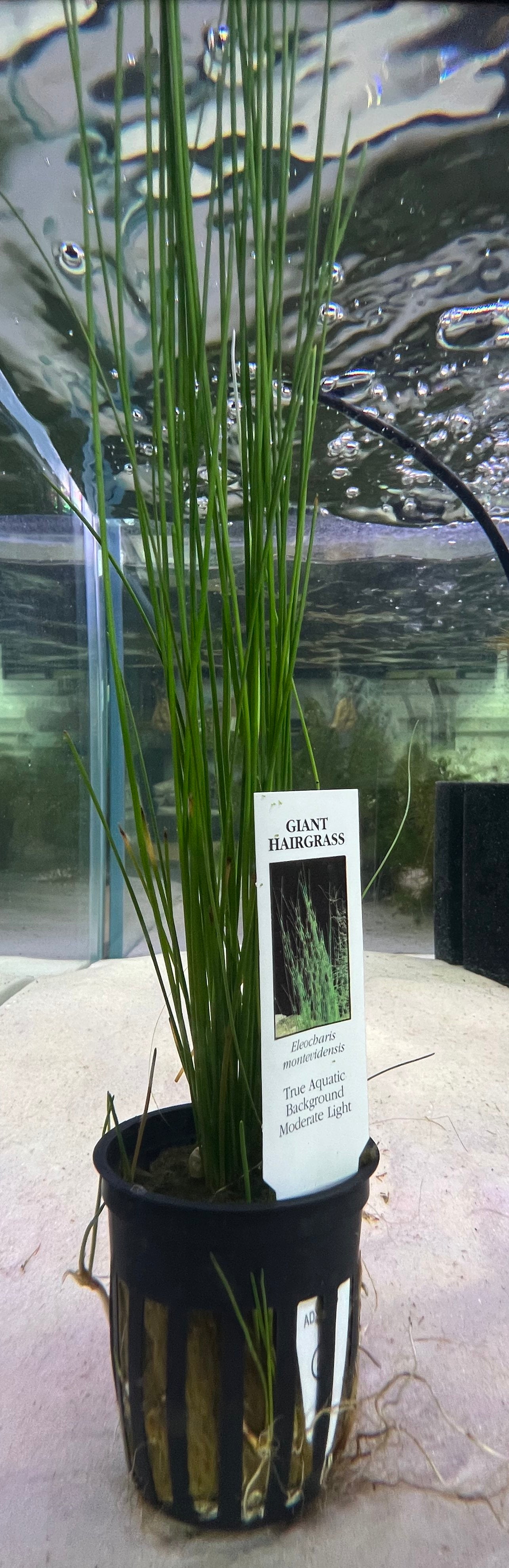 Giant Hairgrass