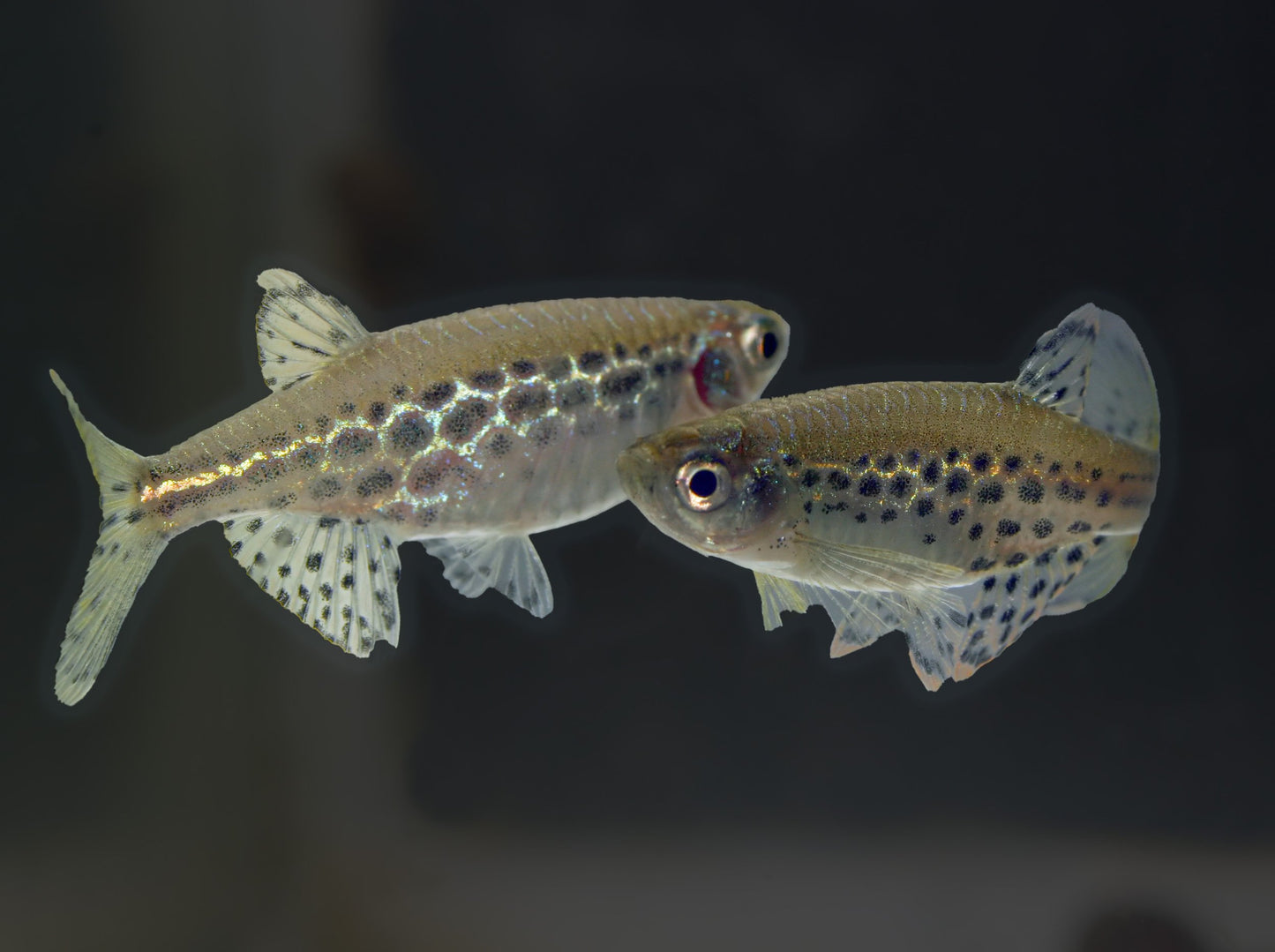 Gold Ring Danio