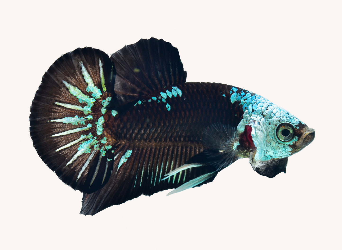 Green Samurai Plakat Betta PAIR
