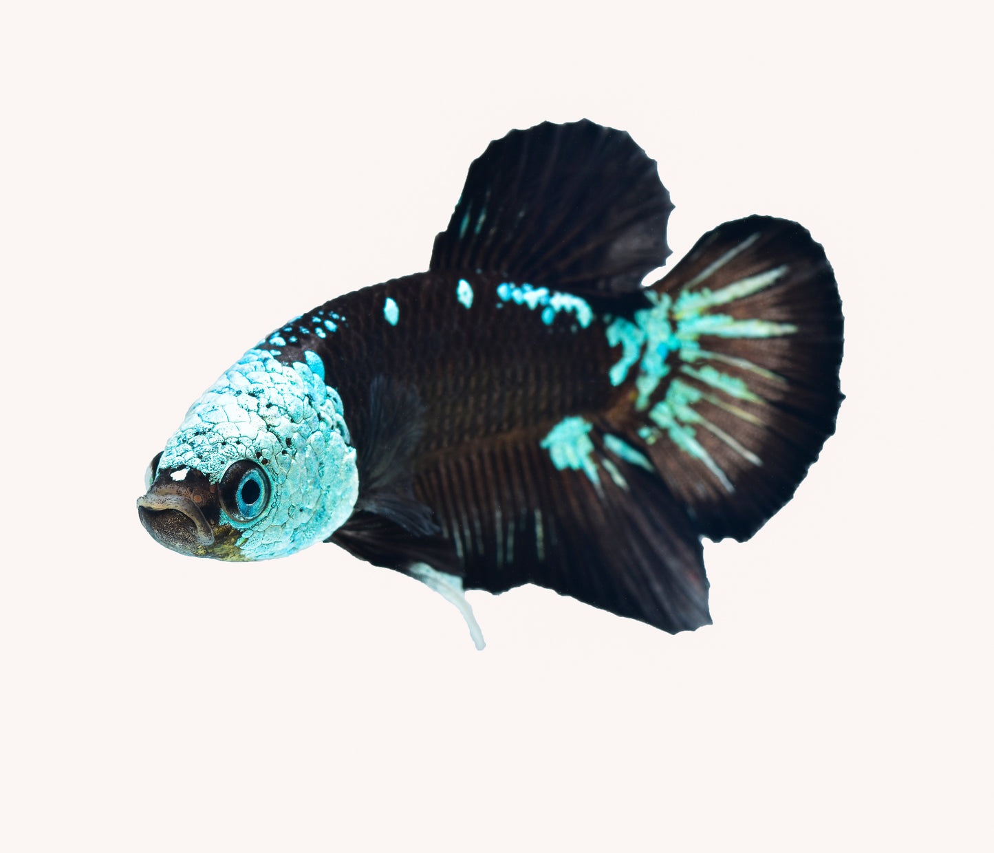 Green Samurai Plakat Betta PAIR