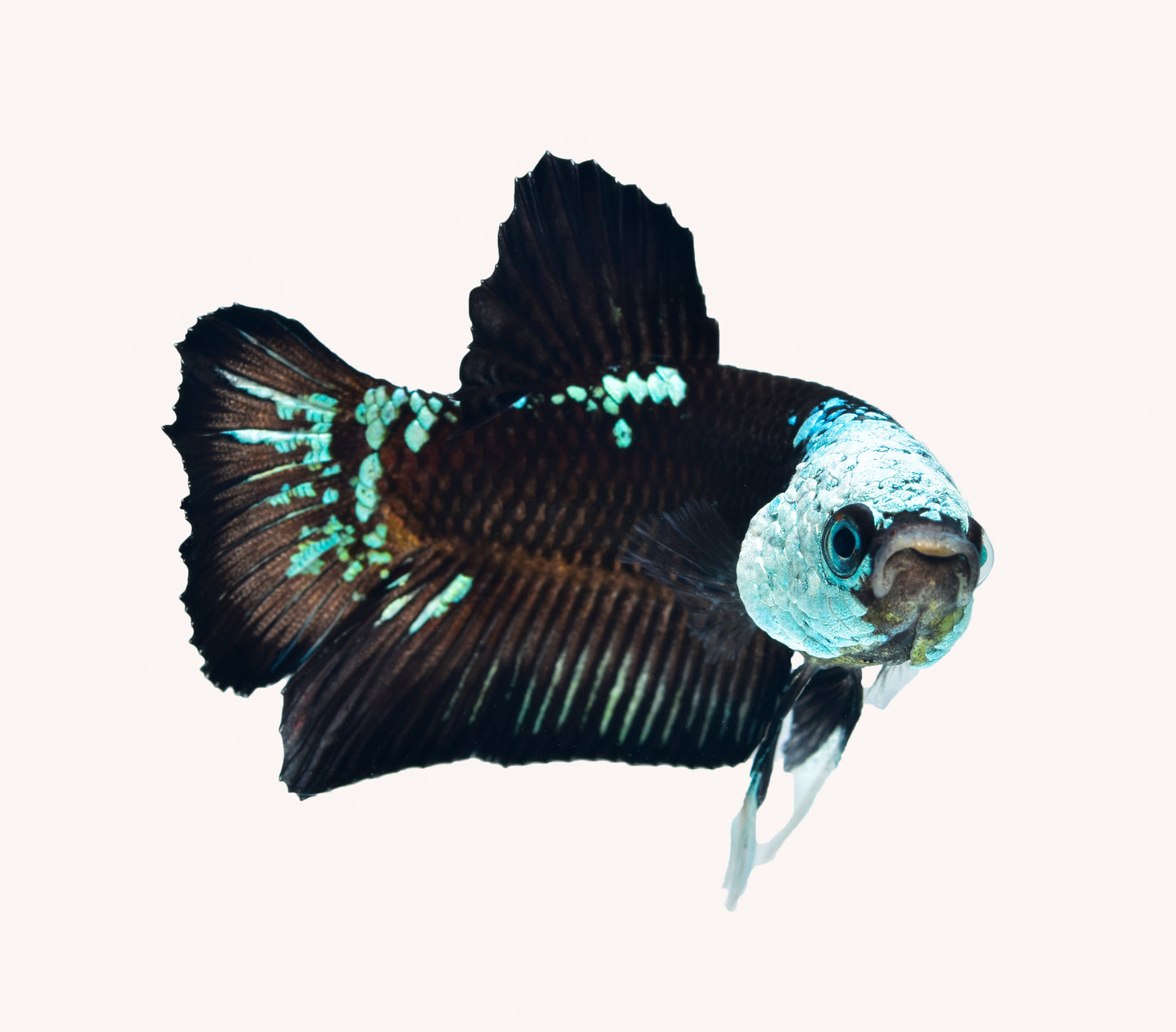Green Samurai Plakat Betta PAIR