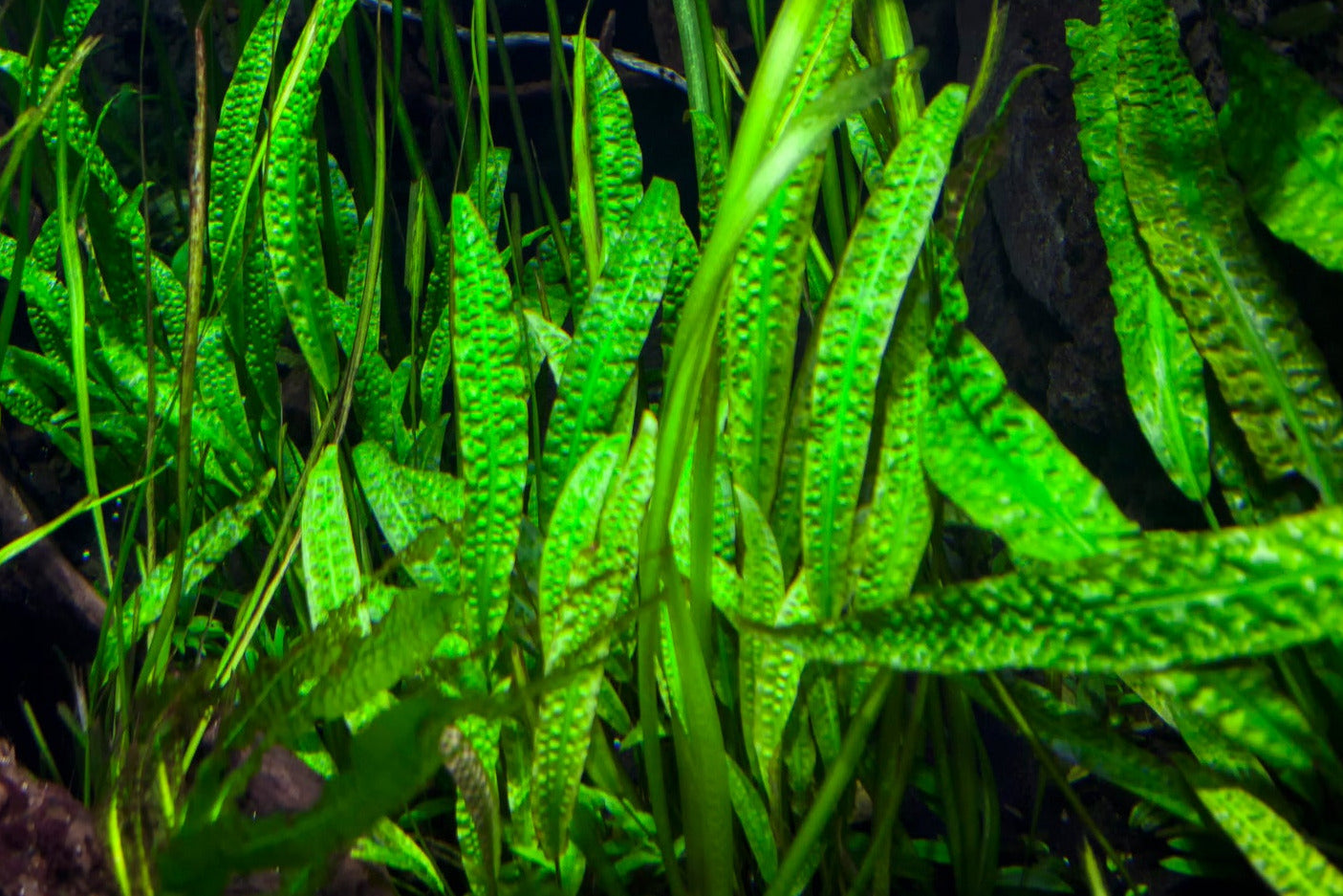 Cryptocoryne Balansae