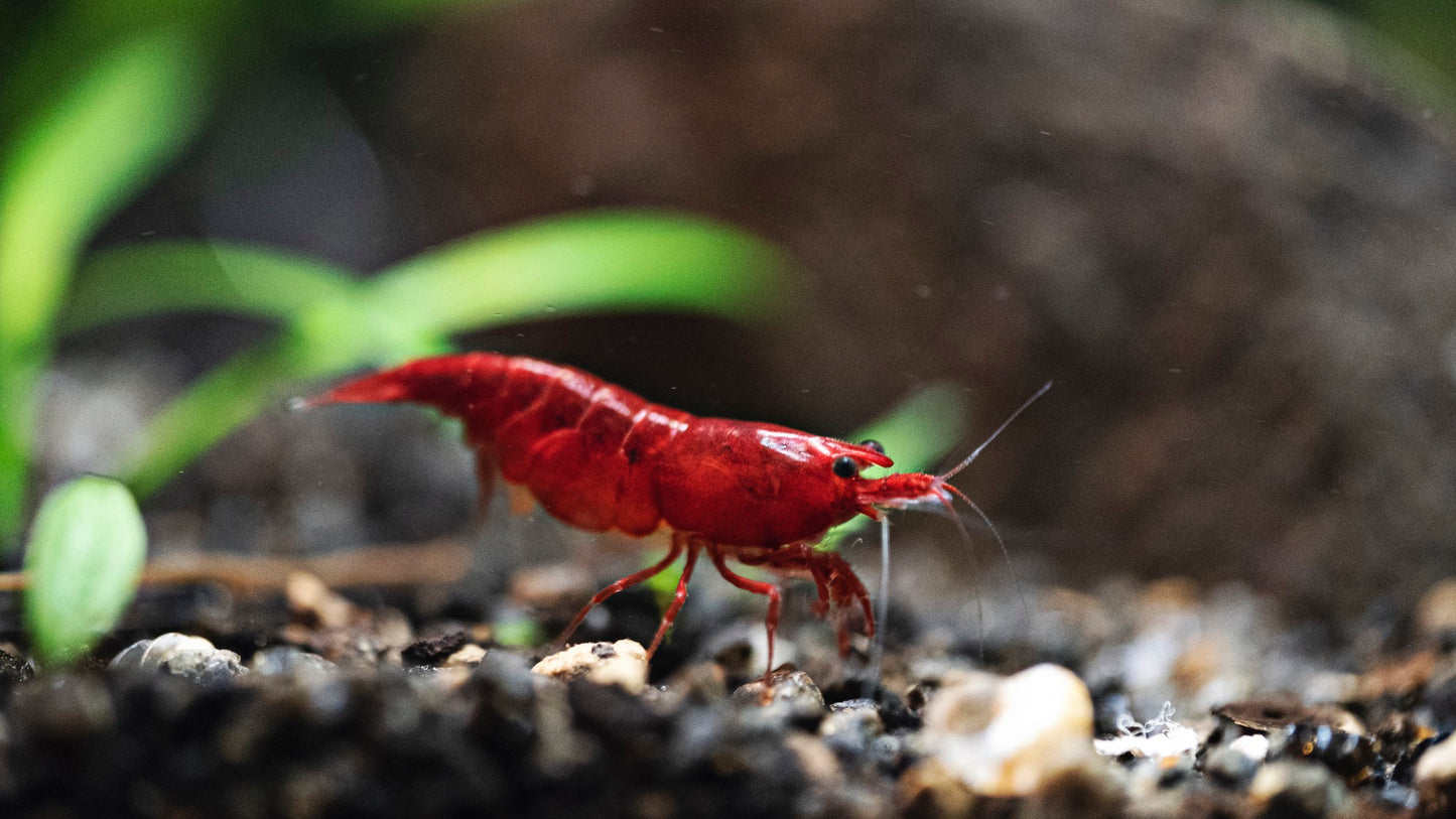 Bloody Mary Shrimp 5 pack