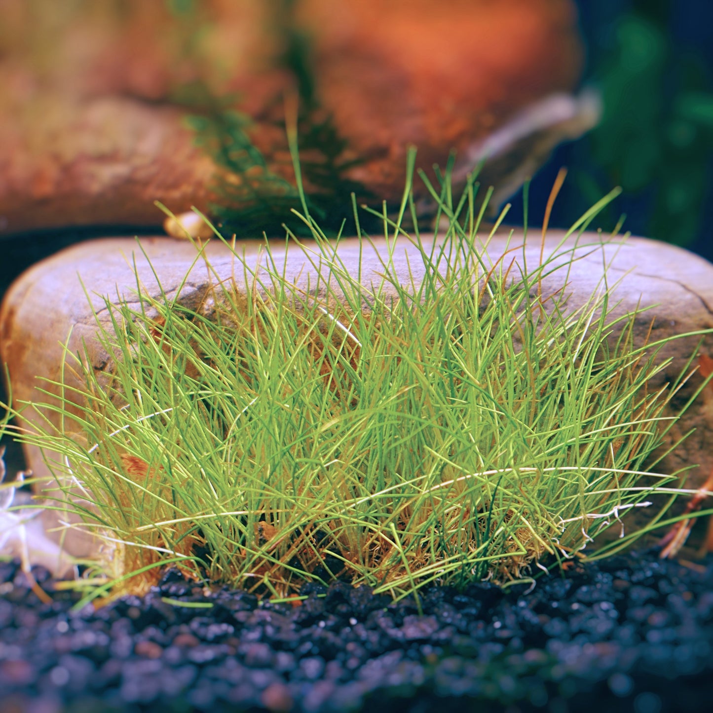 Dwarf Hairgrass