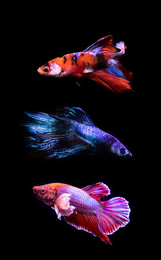 Show Quality Betta- Male