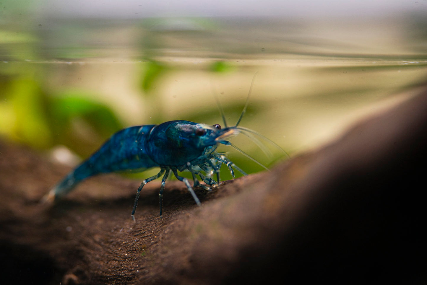 Blue Diamond Shrimp 5 pack