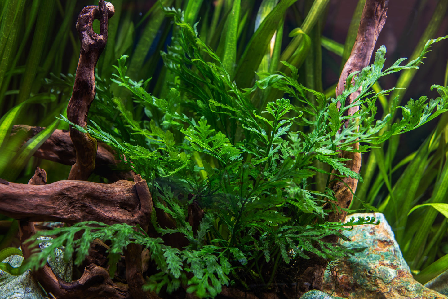 Bolbitis Heudelotii