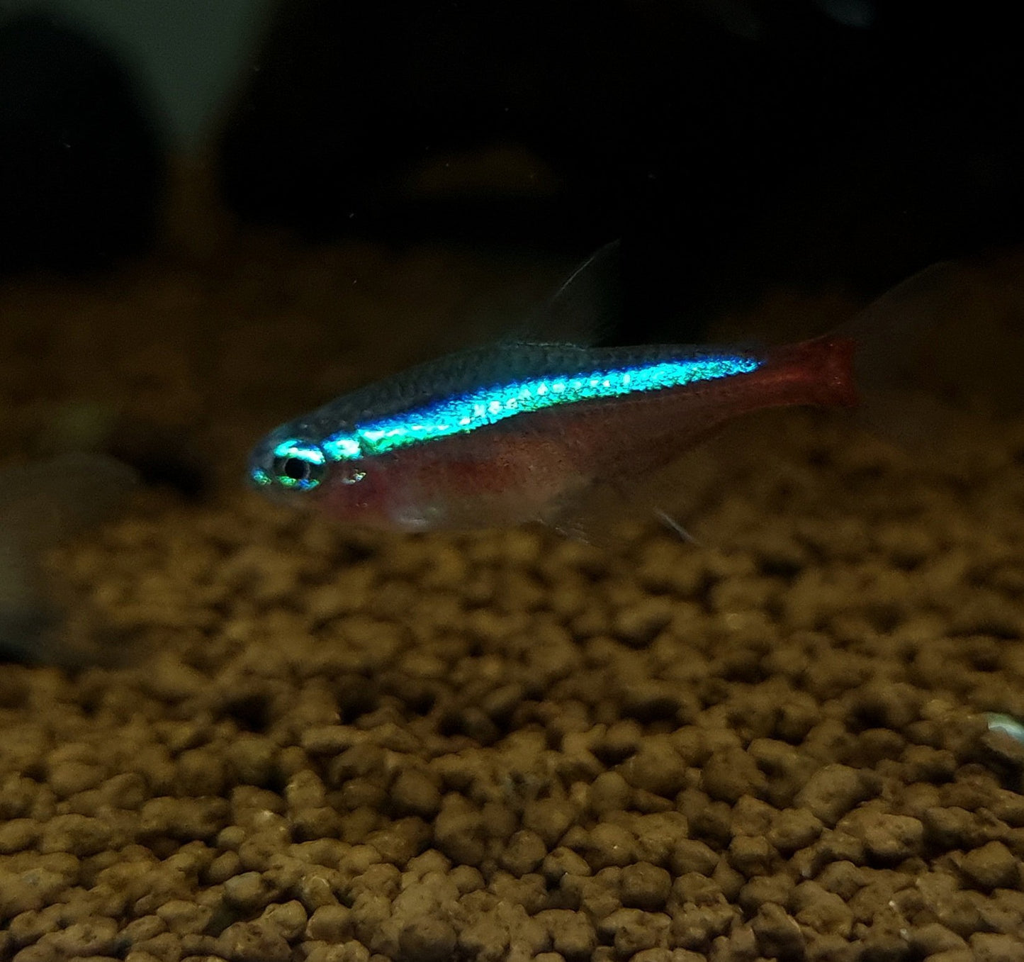 Green Neon Tetra