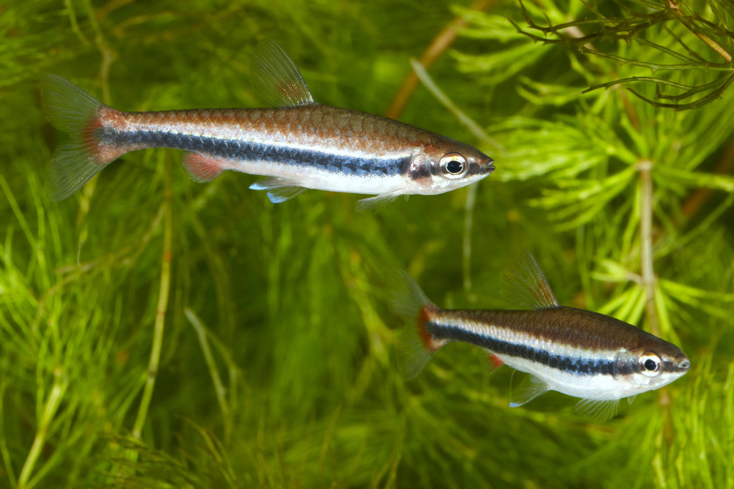 Red Beckford's Pencilfish