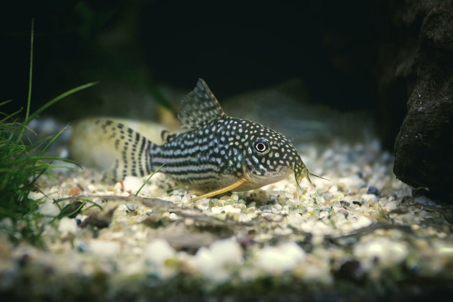 Sterbai Cory