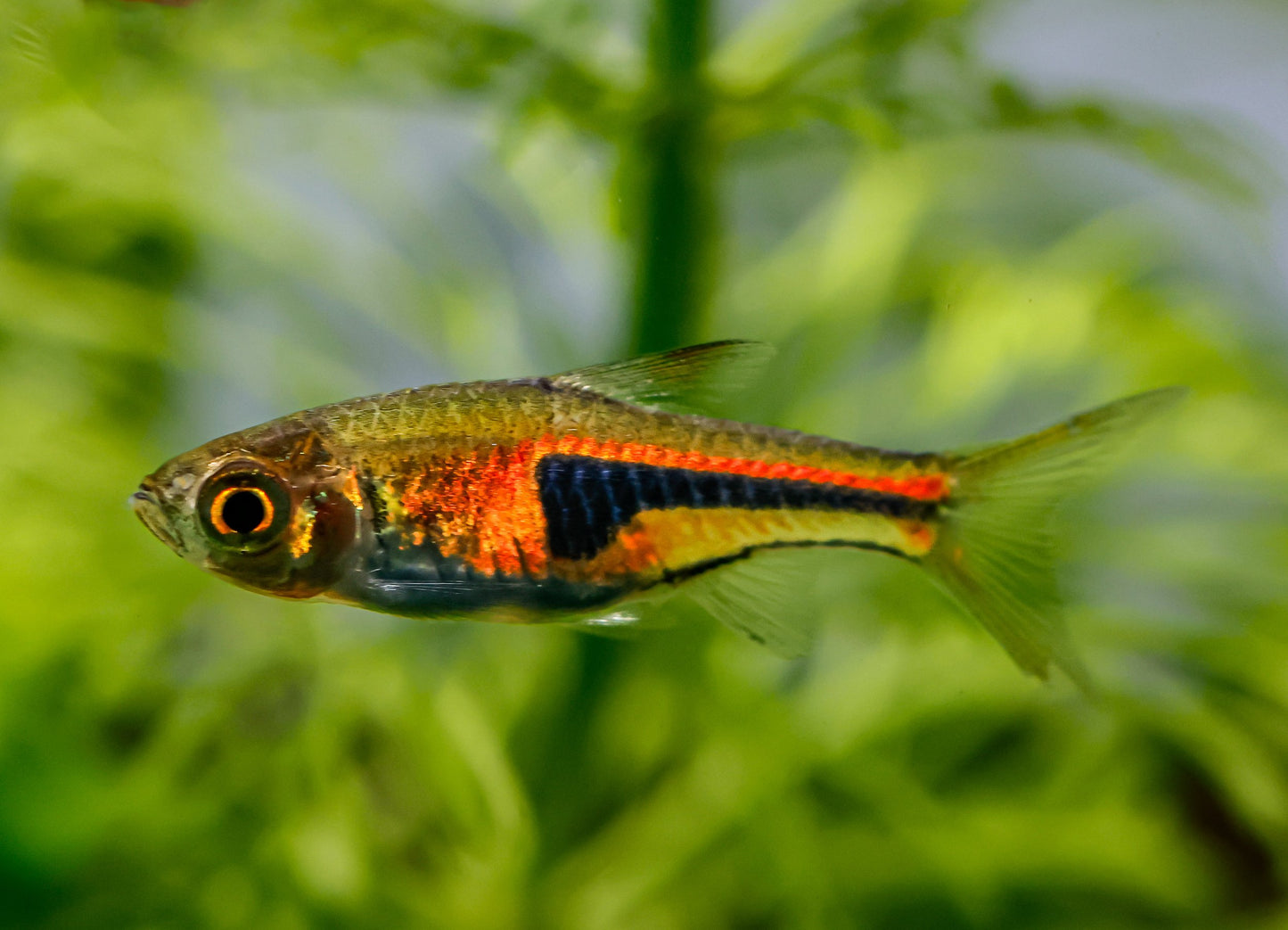 Espei Rasbora