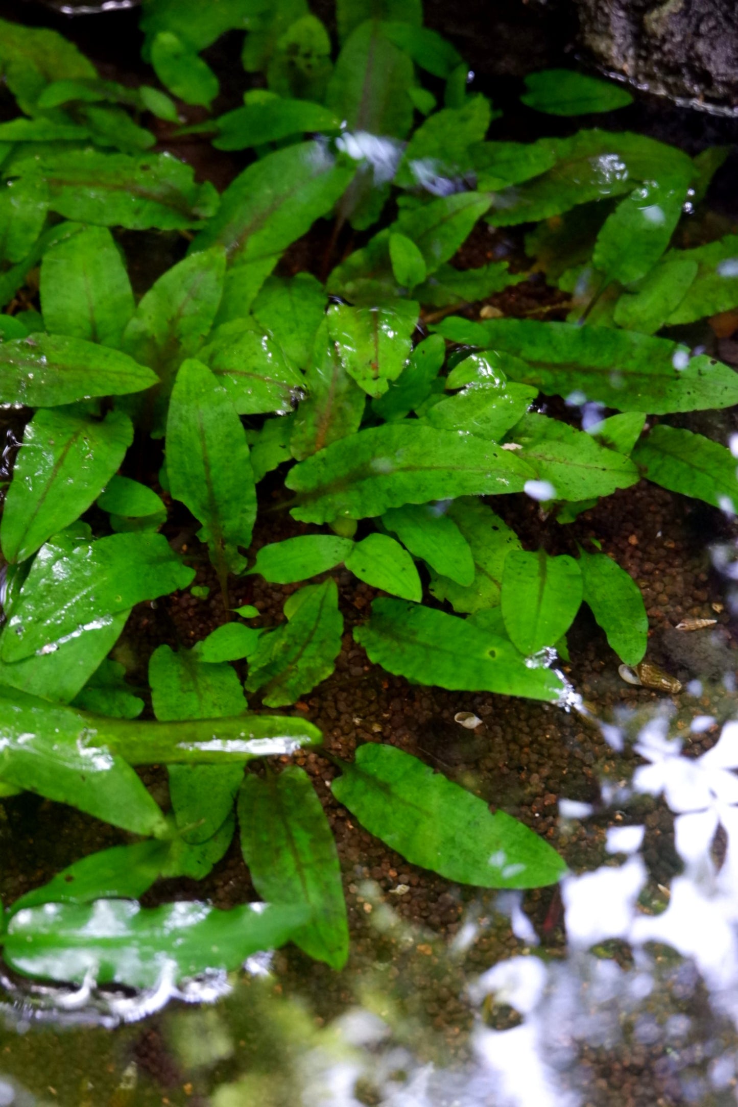 Cryptocoryne Wendtii- Green