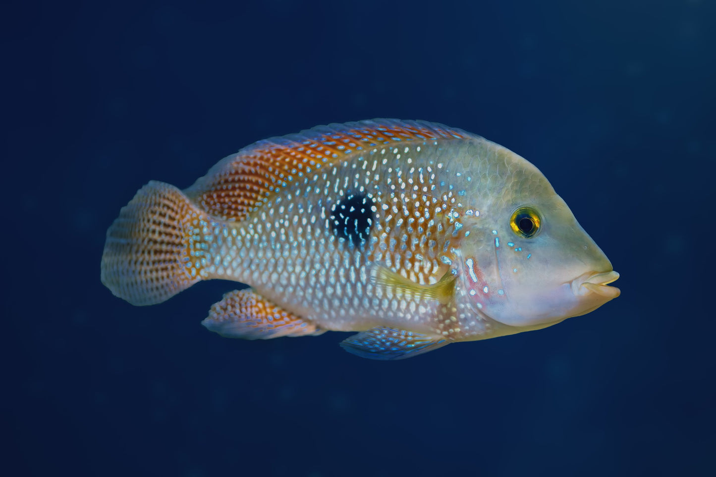 Geophagus Brasiliensis-2-3"