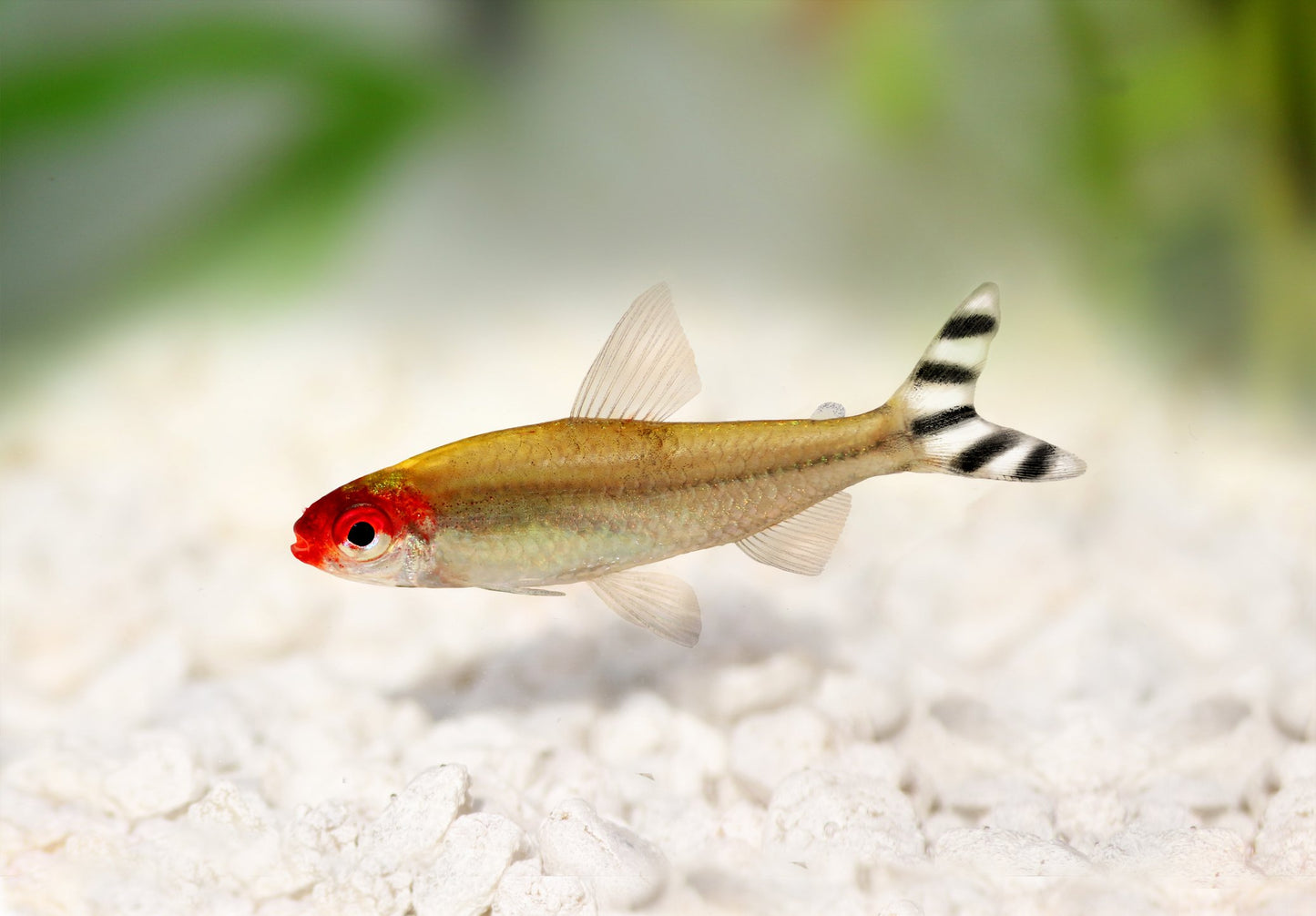 Rummynose Tetra
