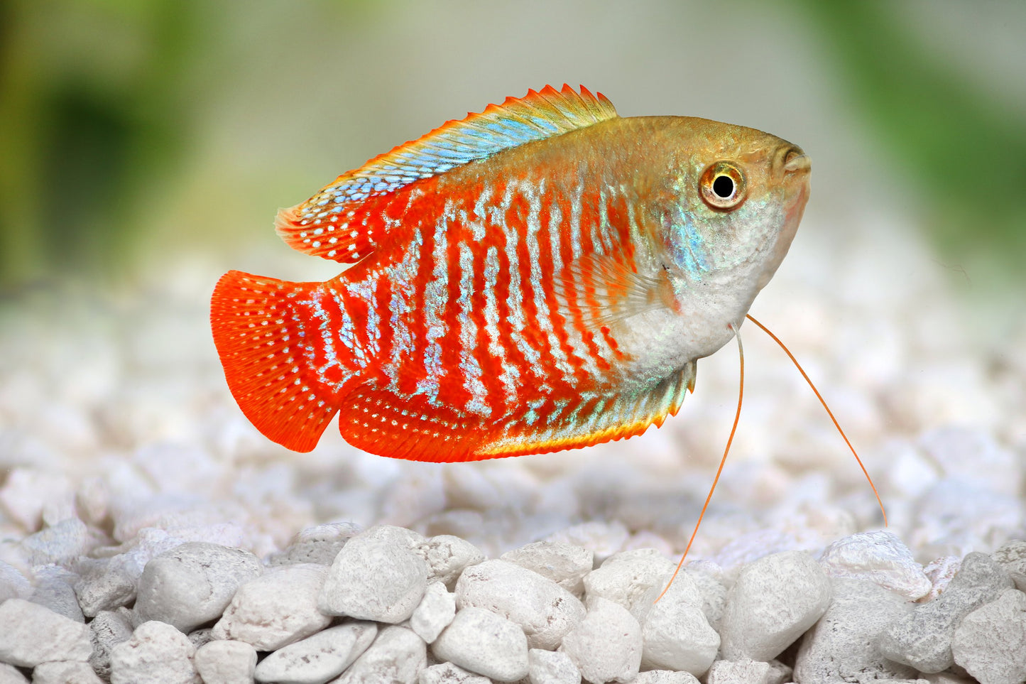 Red/Wild Dwarf Gourami Male