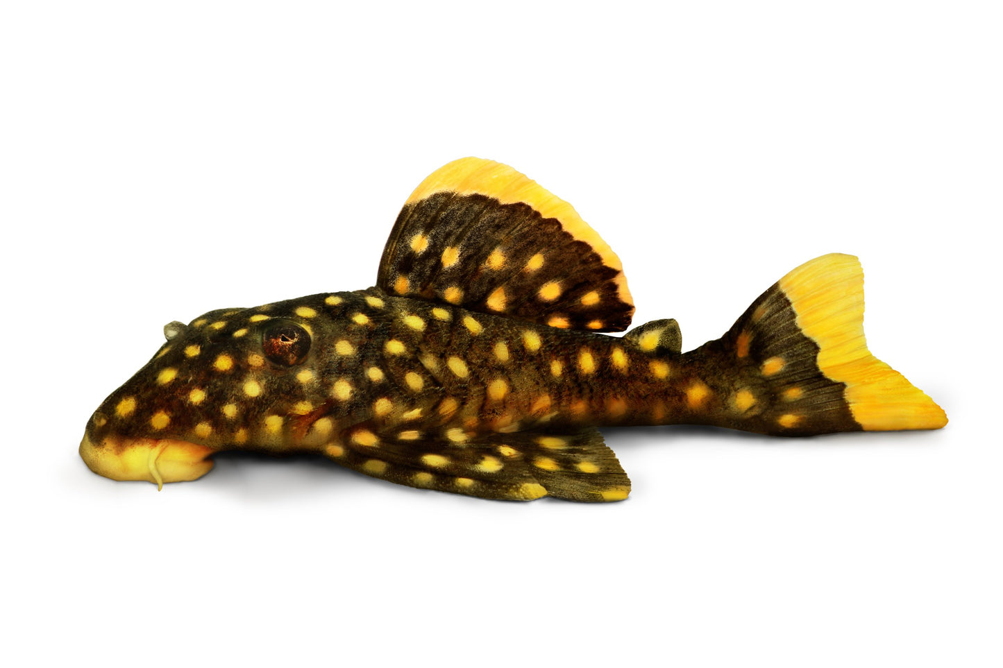 L177 Gold Seam Gold Nugget Pleco-L