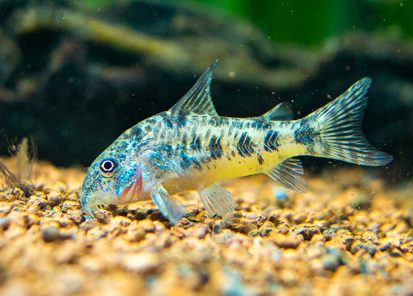 Pepper Corys