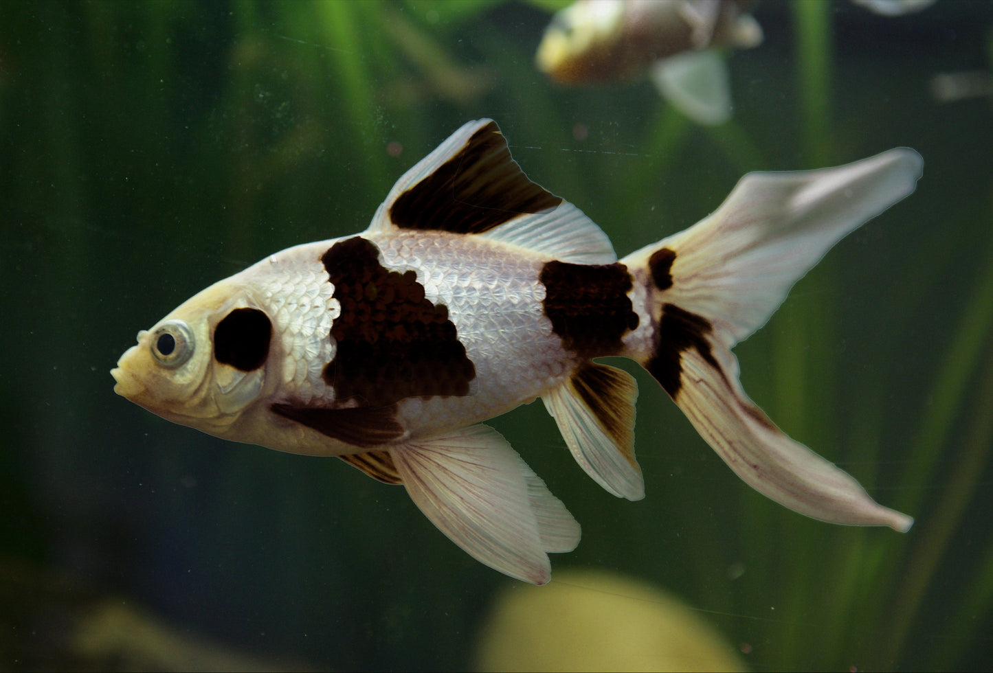 Panda Comet Goldfish- L 3.5-4"
