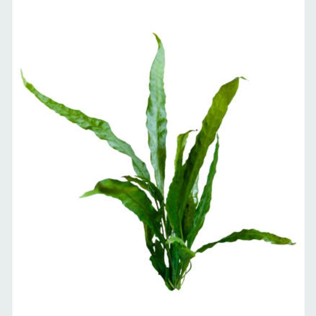Java Fern- Mat