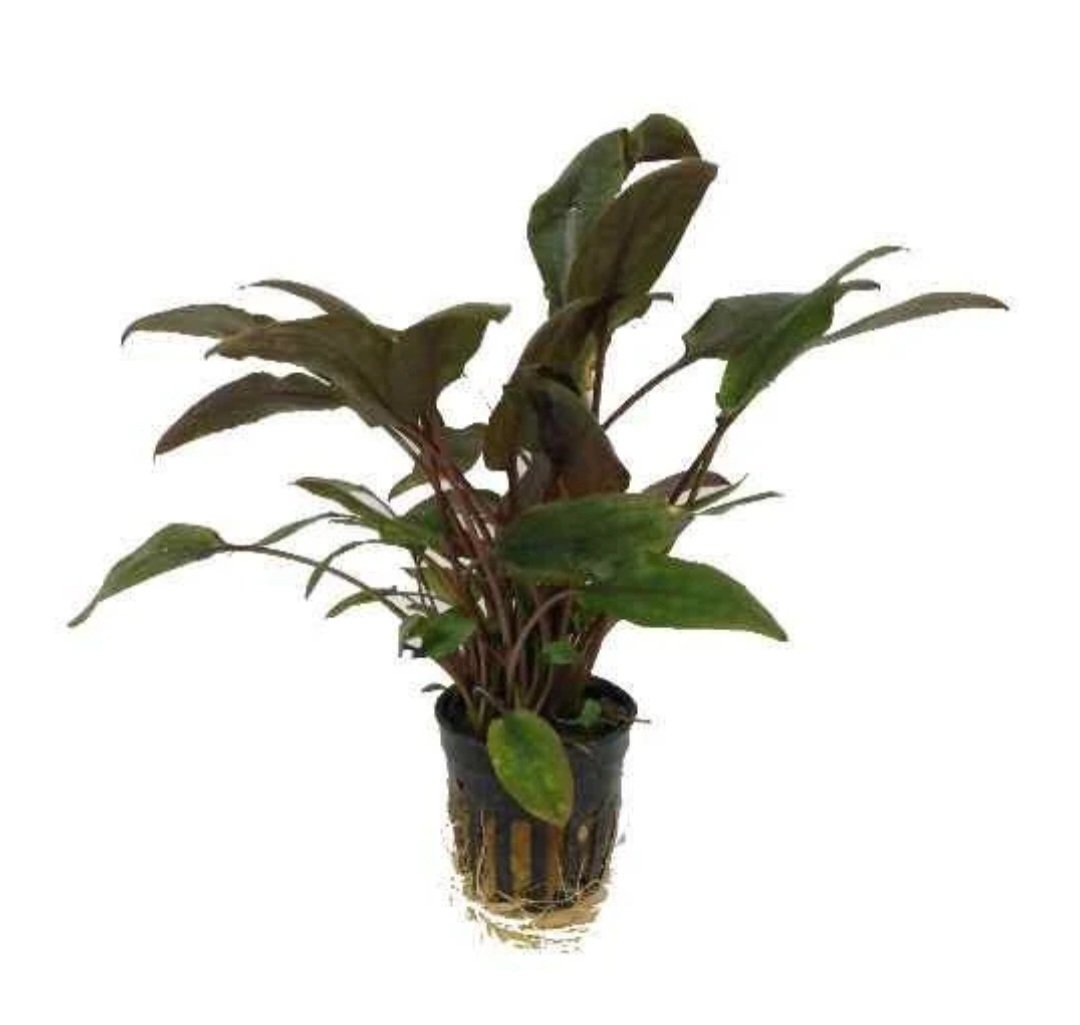 Cryptocoryne Wendtii- Red