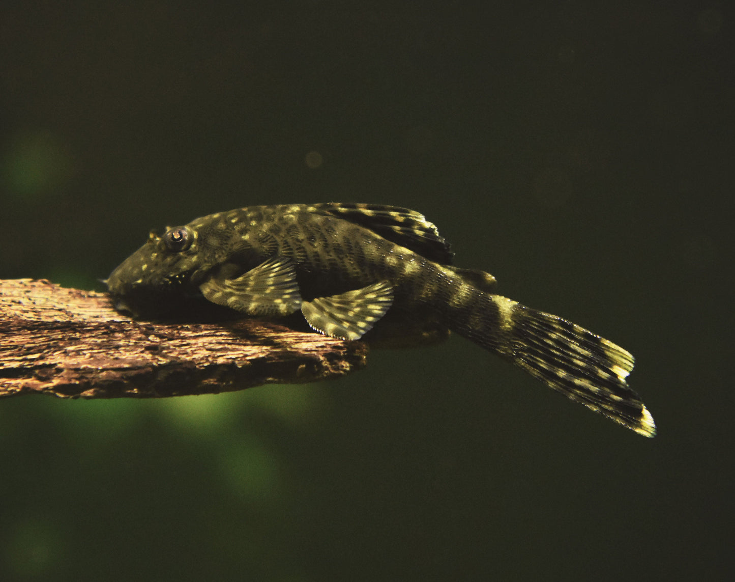 Bristlnose Pleco M- WILD Ancistrus sp. Paraguay