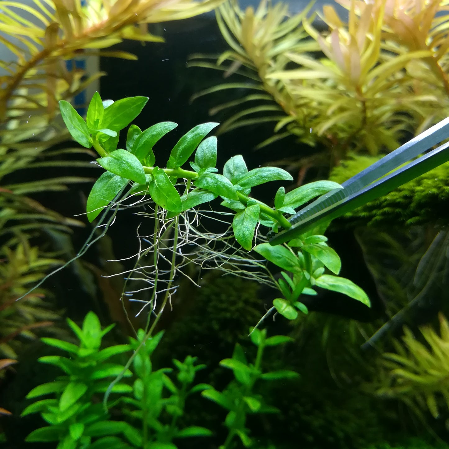 Staurogyne Repens-Pot