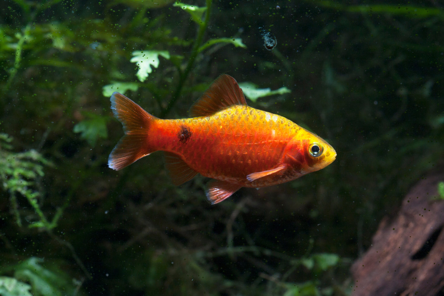 Rosy Barb
