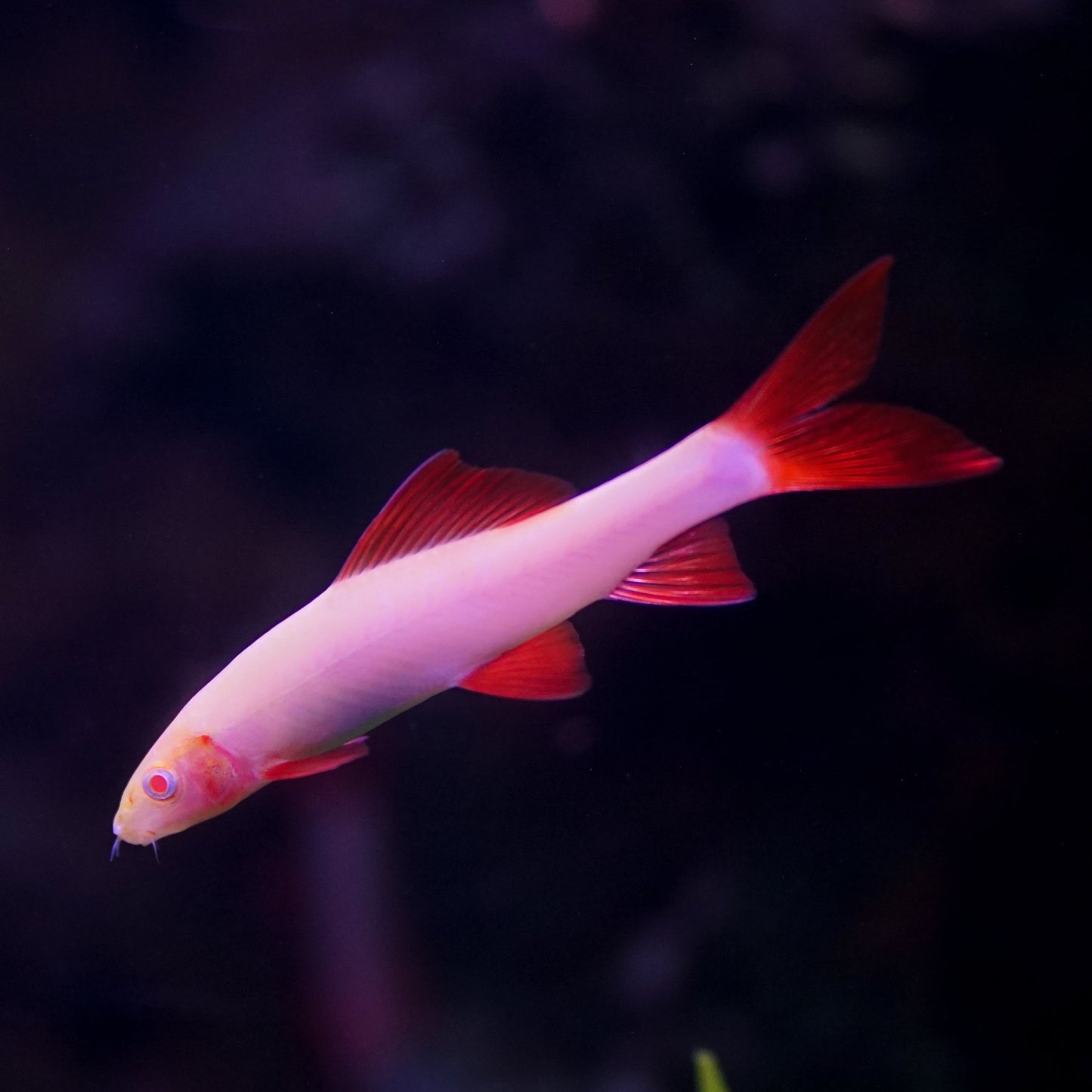 Albino Rainbow Shark 2-2.5"