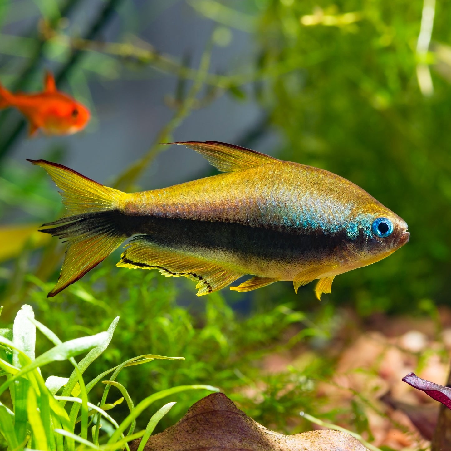 Emperor Tetra