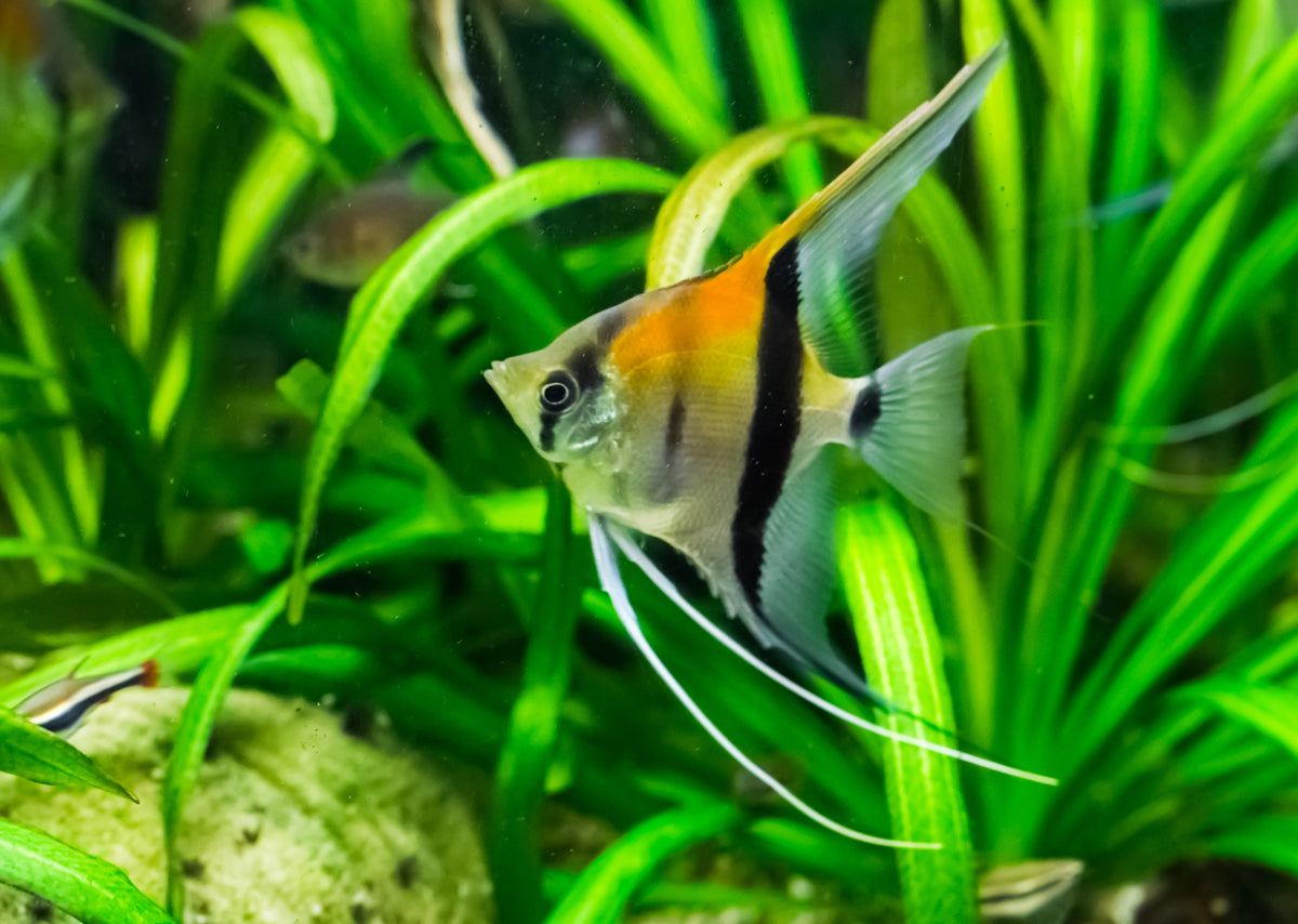 Manacapuru Redback Angelfish-Tank Raised 2"