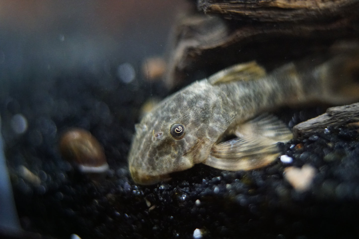 Clown Pleco