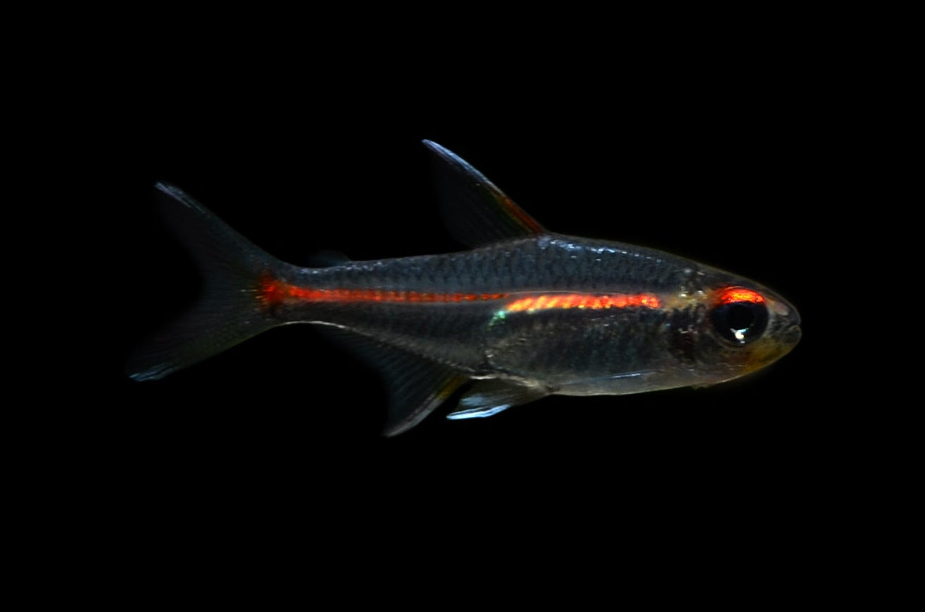 Glowlight Tetra