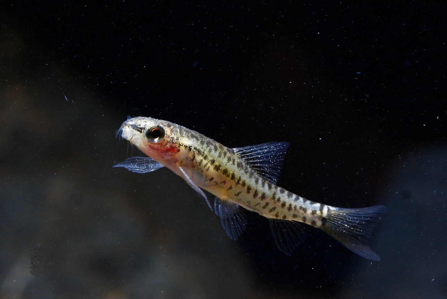 Rosy Loach