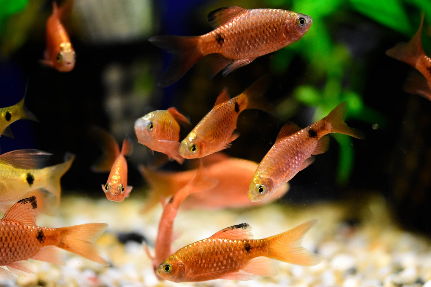 Rosy Barb