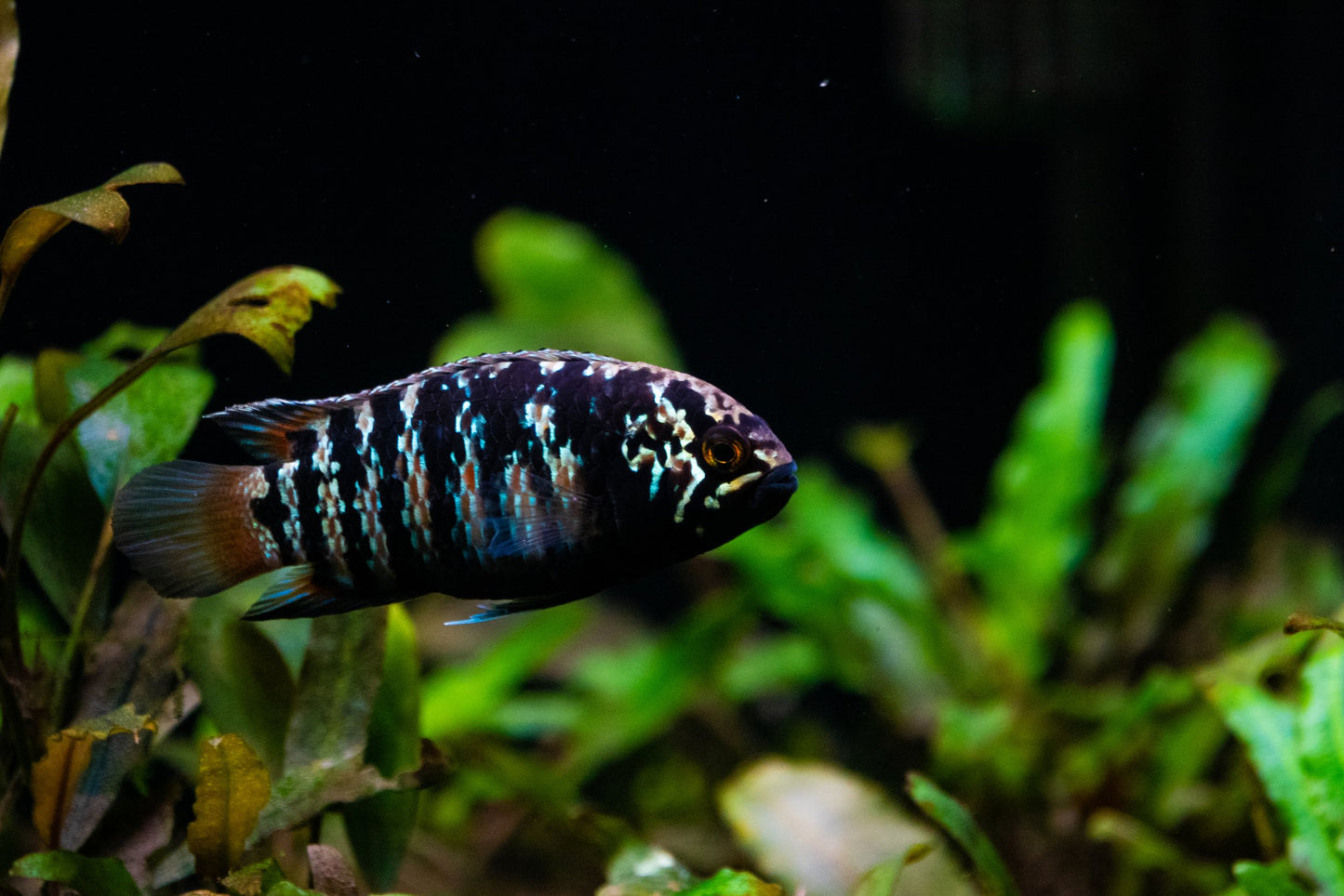 Ivanacara Bimiculata UNSEXED
