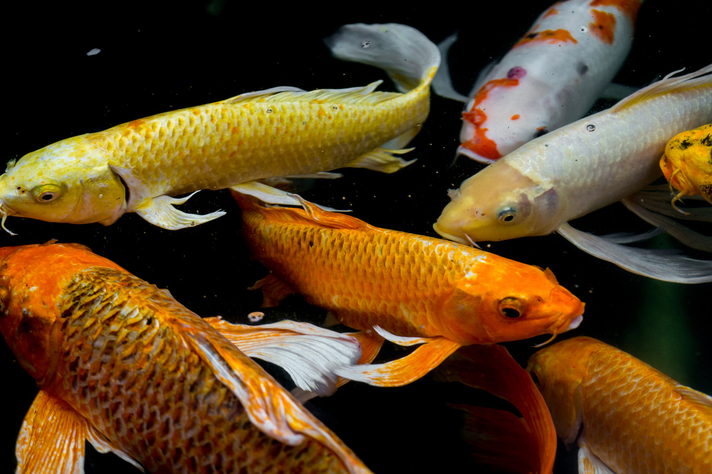 Koi - Butterfly