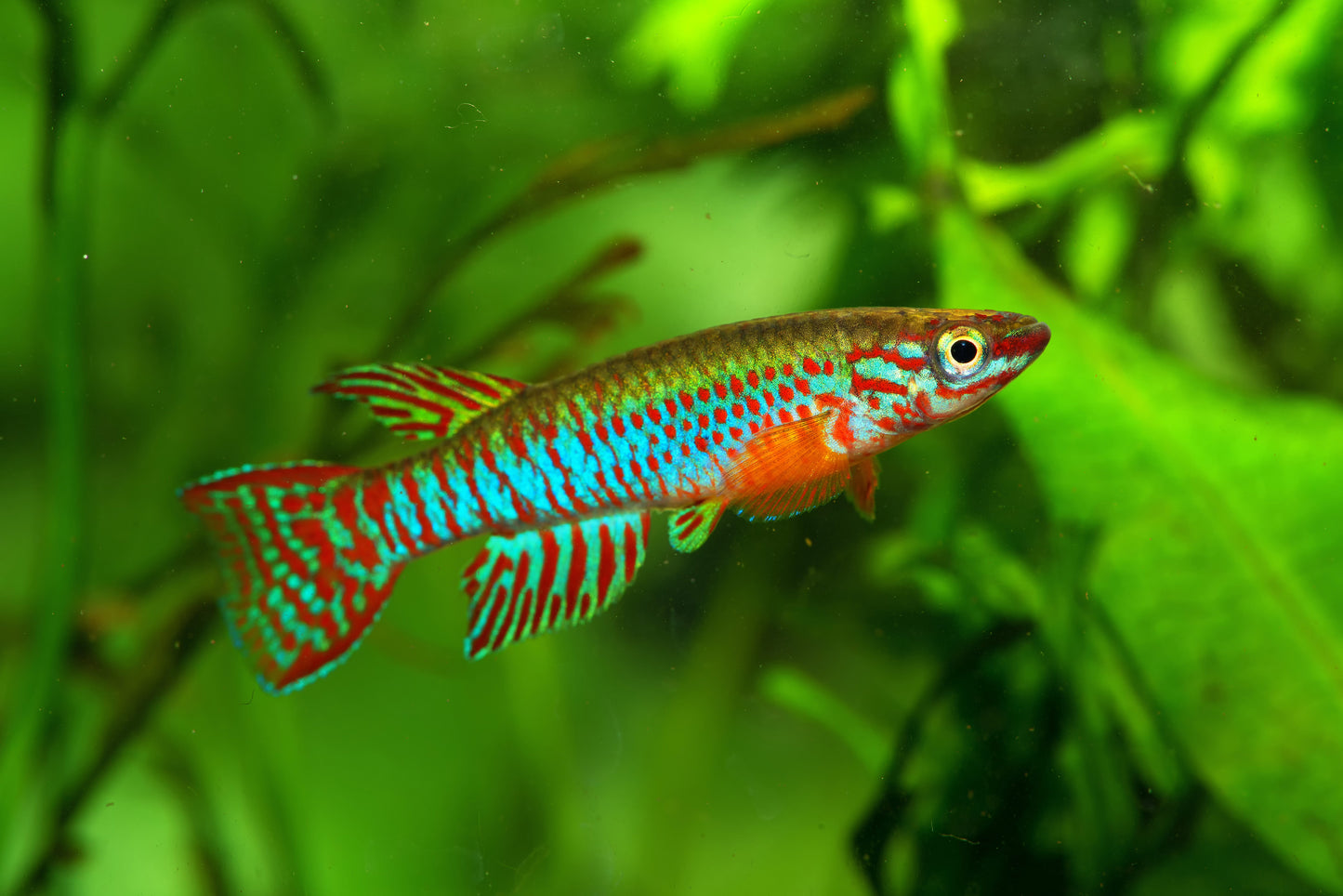 Red Barred Killifish 'Bafole'
