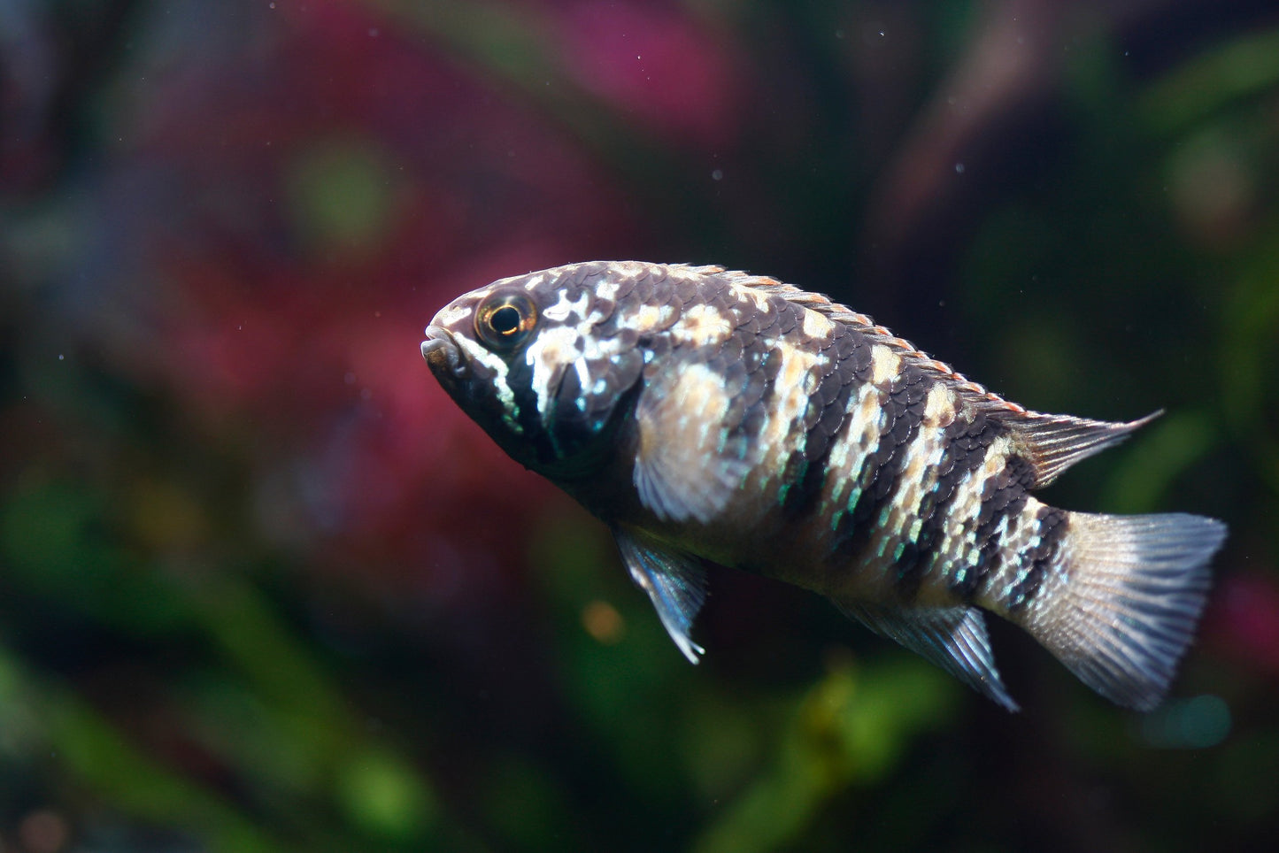 Zebra Acara UNSEXED-M