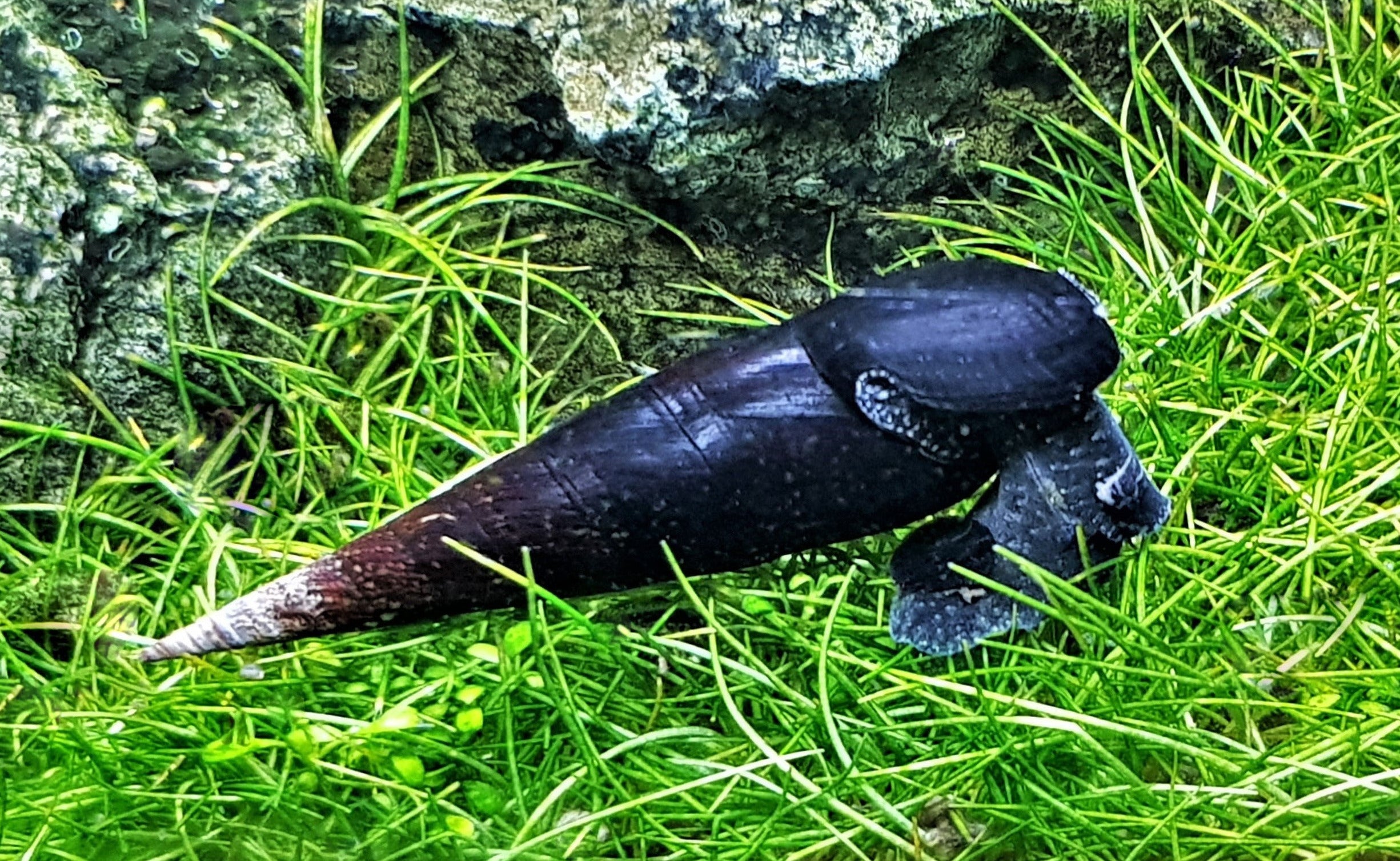 Black Devil Spike Snail – Nu Aqua