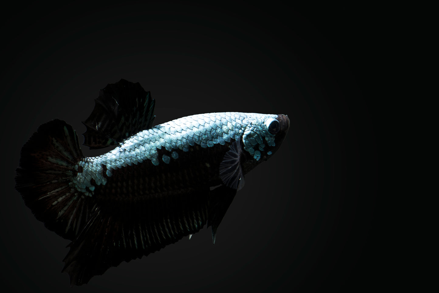 Blue Samurai Betta PAIR