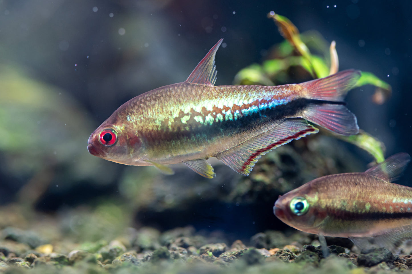 Rainbow Emperor Tetra